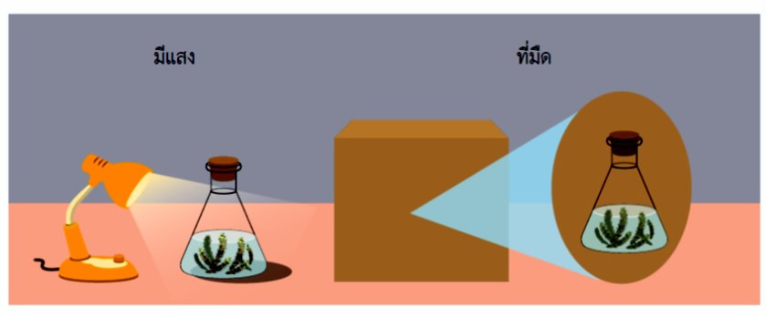 ภาพข้อมูล การทดลองเกี่ยวกับการสังเคราะห์ด้วยแสง ลำดับที่ 5 เกี่ยวกับ สี